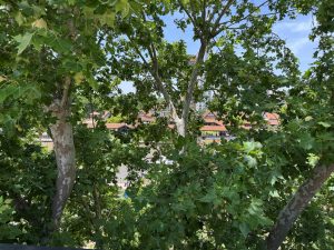 Foto 56